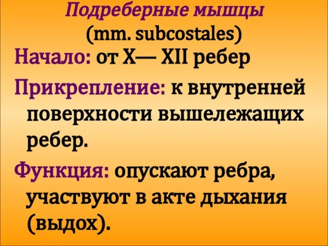 Подреберные мышцы (mm. subcostales) Начало: от X— XII ребер Прикрепление: к