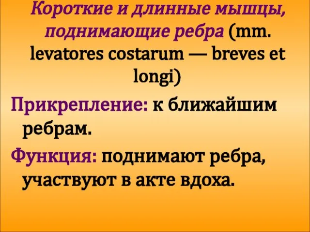 Короткие и длинные мышцы, поднимающие ребра (mm. levatores costarum — breves