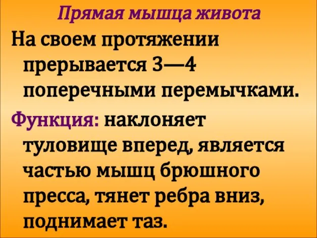 Прямая мышца живота На своем протяжении прерывается 3—4 поперечными перемычками. Функция: