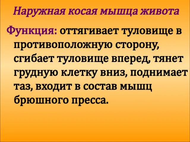 Наружная косая мышца живота Функция: оттягивает туловище в противоположную сторону, сгибает