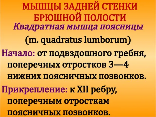 МЫШЦЫ ЗАДНЕЙ СТЕНКИ БРЮШНОЙ ПОЛОСТИ Квадратная мышца поясницы (m. quadratus lumborum)