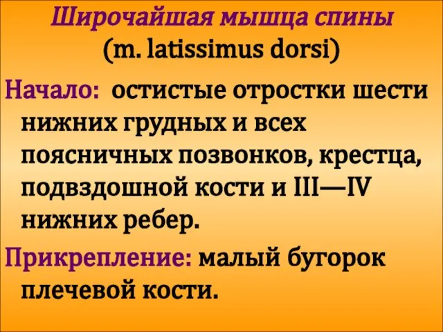 Широчайшая мышца спины (m. latissimus dorsi) Начало: остистые отростки шести нижних