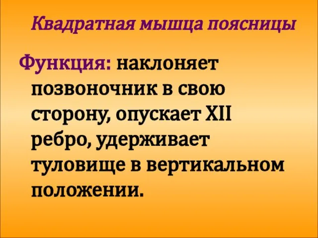 Квадратная мышца поясницы Функция: наклоняет позвоночник в свою сторону, опускает XII