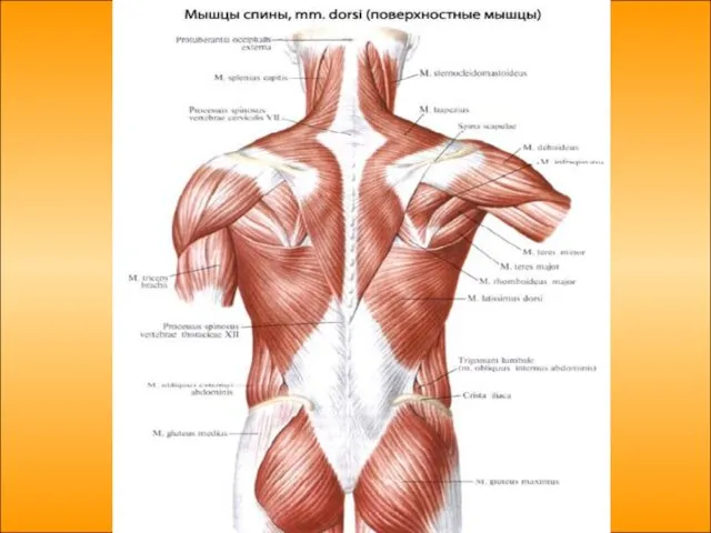 Мышцы спины