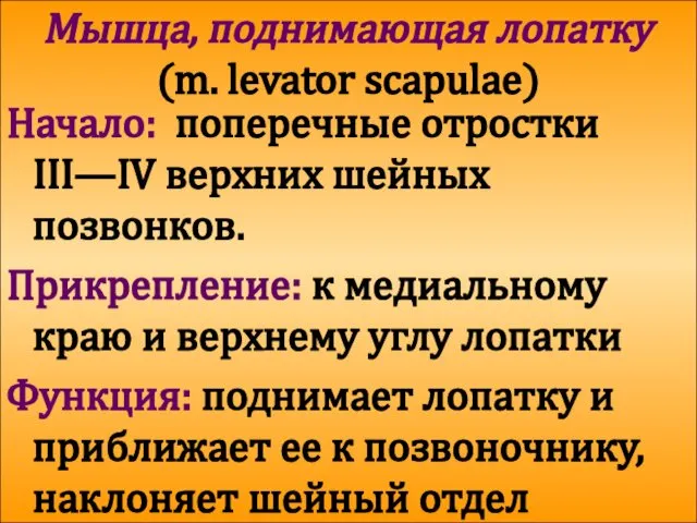 Мышца, поднимающая лопатку (m. levator scapulae) Начало: поперечные отростки III—IV верхних