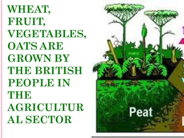 WHEAT, FRUIT, VEGETABLES, OATS ARE GROWN BY THE BRITISH PEOPLE IN THE AGRICULTURAL SECTOR