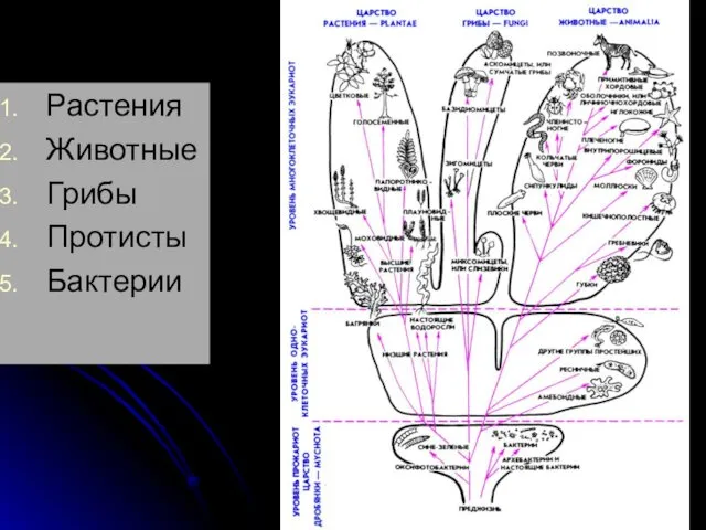 Царства живых организмов Растения Животные Грибы Протисты Бактерии