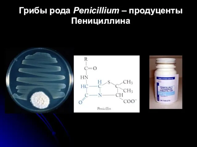 Грибы рода Penicillium – продуценты Пенициллина