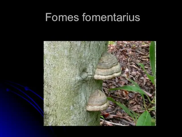 Fomes fomentarius