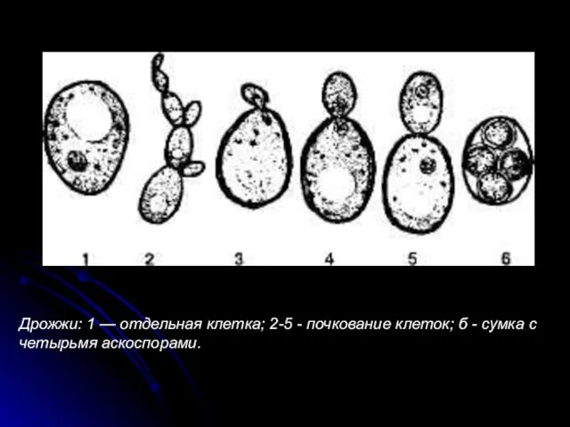 Дрожжи: 1 — отдельная клетка; 2-5 - почкование клеток; б - сумка с четырьмя аскоспорами.