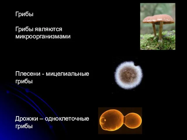 Грибы Грибы являются микроорганизмами Плесени - мицелиальные грибы Дрожжи – одноклеточные грибы