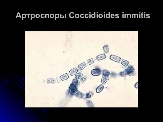 Артроспоры Coccidioides immitis