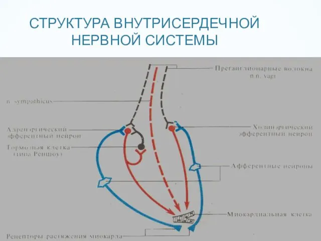 СТРУКТУРА ВНУТРИСЕРДЕЧНОЙ НЕРВНОЙ СИСТЕМЫ