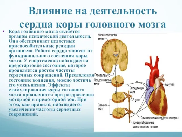 Влияние на деятельность сердца коры головного мозга Кора головного мозга является