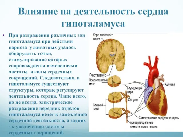 Влияние на деятельность сердца гипоталамуса При раздражении различных зон гипоталамуса при