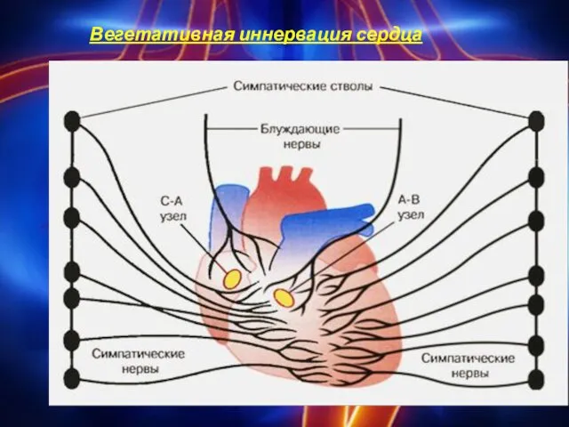 Вегетативная иннервация сердца