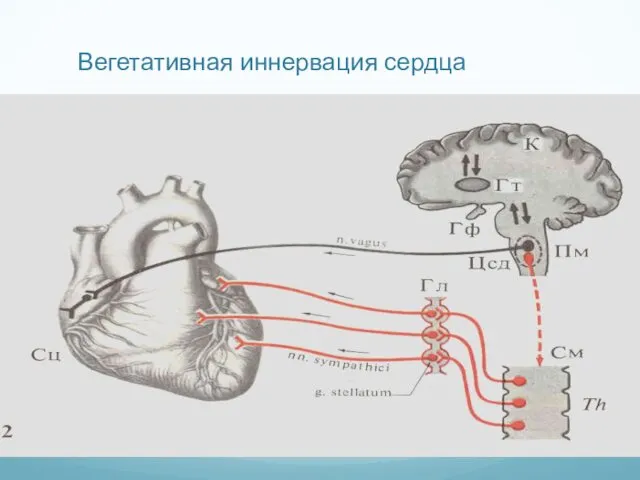 Вегетативная иннервация сердца