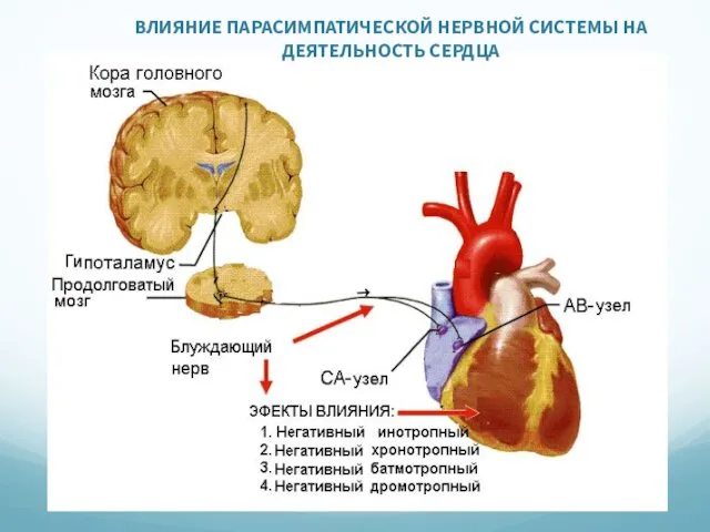 ВЛИЯНИЕ ПАРАСИМПАТИЧЕСКОЙ НЕРВНОЙ СИСТЕМЫ НА ДЕЯТЕЛЬНОСТЬ СЕРДЦА