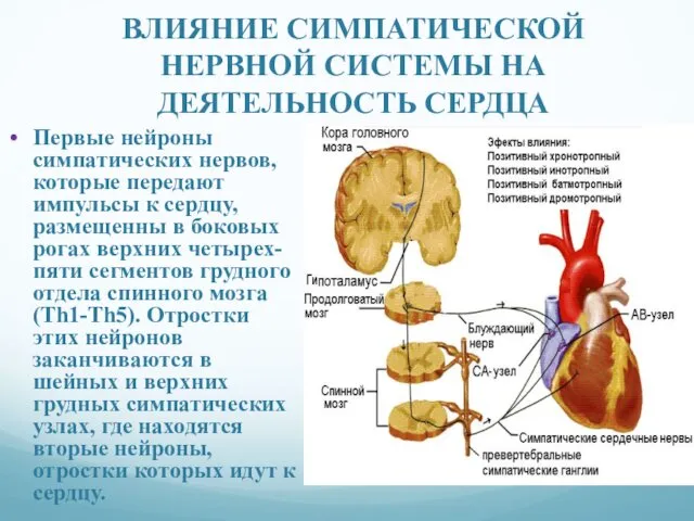 Первые нейроны симпатических нервов, которые передают импульсы к сердцу, размещенны в