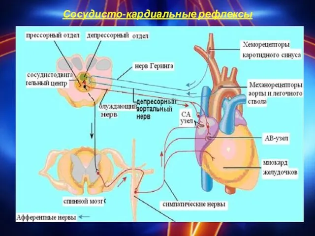 Сосудисто-кардиальные рефлексы