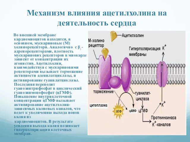 Механизм влияния ацетилхолина на деятельность сердца Во внешней мембране кардиомиоцитов находятся,