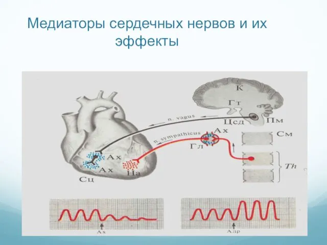 Медиаторы сердечных нервов и их эффекты