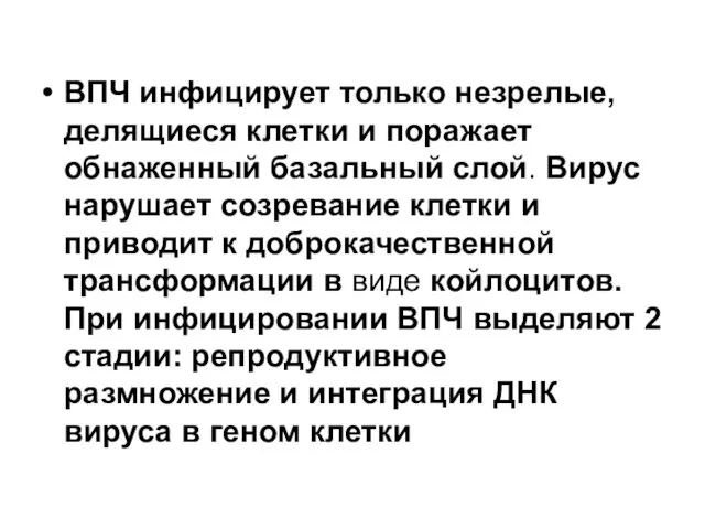 ВПЧ инфицирует только незрелые,делящиеся клетки и поражает обнаженный базальный слой. Вирус