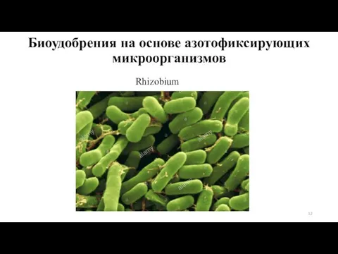 Биоудобрения на основе азотофиксирующих микроорганизмов Rhizobium