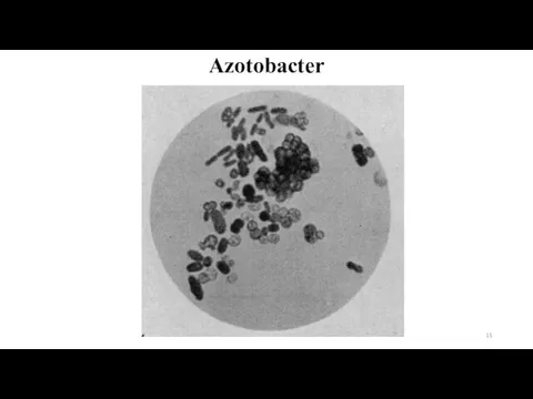 Azotobacter