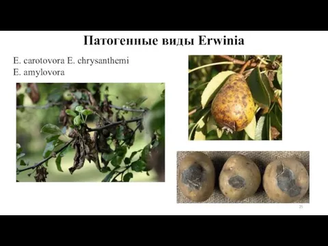 E. carotovora E. chrysanthemi E. amylovora Патогенные виды Erwinia