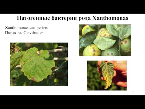 Патогенные бактерии рода Xanthomonas Xanthomonas campestris Патовары Clavibacter