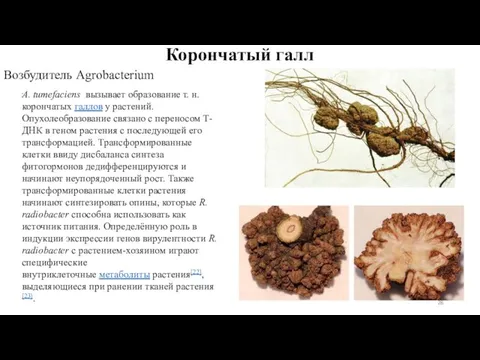 Корончатый галл Возбудитель Agrobacterium . A. tumefaciens вызывает образование т. н.