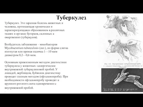 Туберкулез. Это заразная болезнь животных и человека, протекающая хронически и характеризующаяся