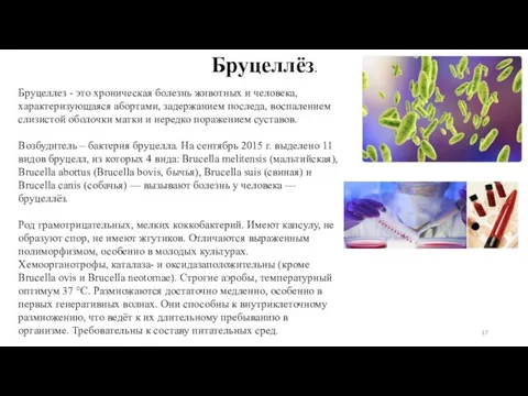 Бруцеллез - это хроническая болезнь животных и человека, характеризующаяся абортами, задержанием