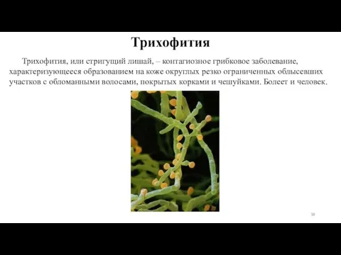 Трихофития, или стригущий лишай, – контагиозное грибковое заболевание, характеризующееся образованием на