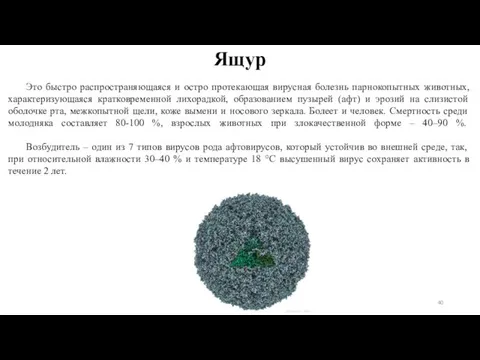 Ящур Это быстро распространяющаяся и остро протекающая вирусная болезнь парнокопытных животных,