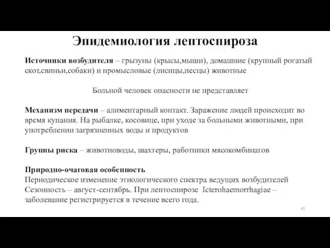 Эпидемиология лептоспироза Источники возбудителя – грызуны (крысы,мыши), домашние (крупный рогатый скот,свиньи,собаки)