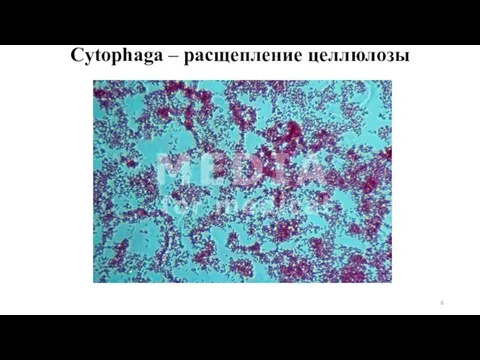 Cytophaga – расщепление целлюлозы