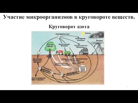 Круговорот азота Участие микроорганизмов в круговороте веществ.