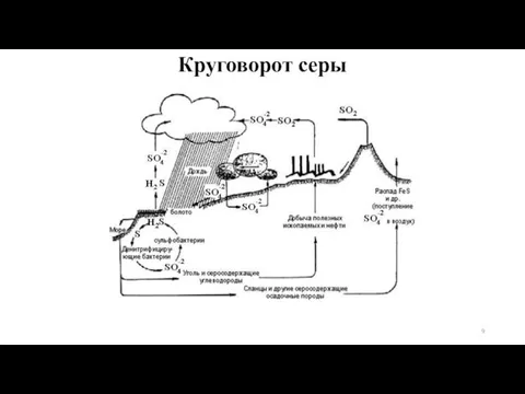 Круговорот серы