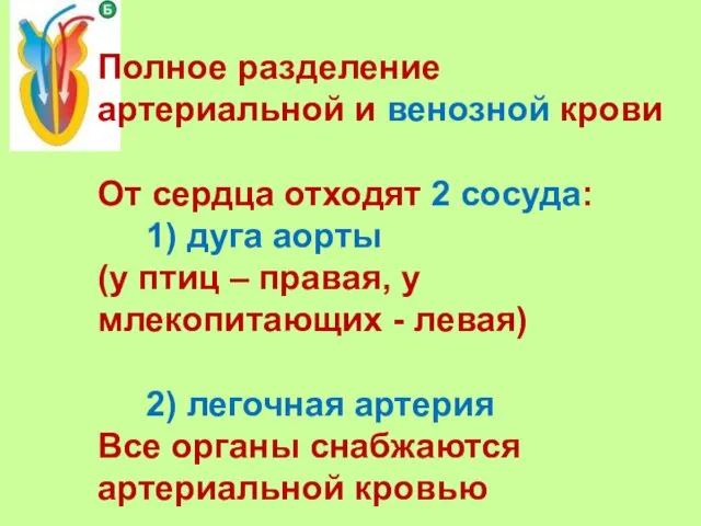 Полное разделение артериальной и венозной крови От сердца отходят 2 сосуда: