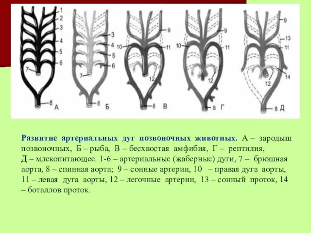 Развитие артериальных дуг позвоночных животных. А – зародыш позвоночных, Б –