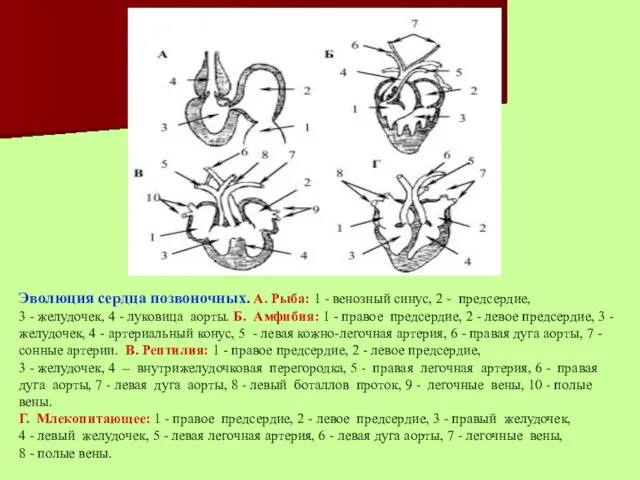 Эволюция сердца позвоночных. А. Рыба: 1 - венозный синус, 2 -