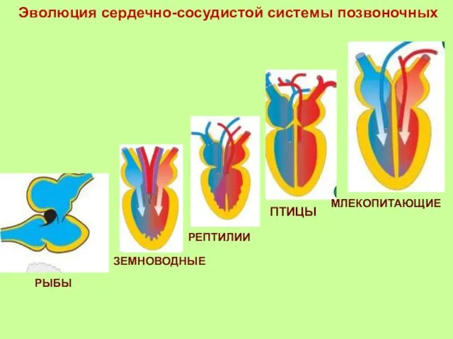 Эволюция сердечно-сосудистой системы позвоночных РЫБЫ ЗЕМНОВОДНЫЕ ПТИЦЫ РЕПТИЛИИ МЛЕКОПИТАЮЩИЕ