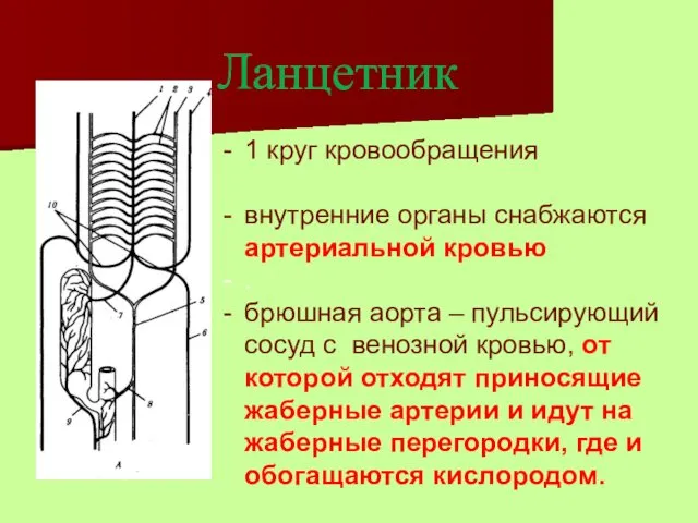 Ланцетник 1 круг кровообращения внутренние органы снабжаются артериальной кровью . брюшная