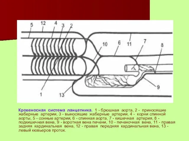 Кровеносная система ланцетника. 1 - брюшная аорта, 2 - приносящие жаберные