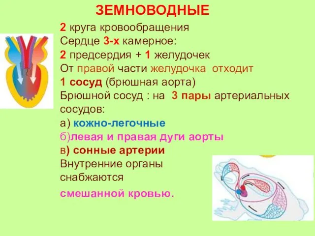 ЗЕМНОВОДНЫЕ 2 круга кровообращения Сердце 3-х камерное: 2 предсердия + 1