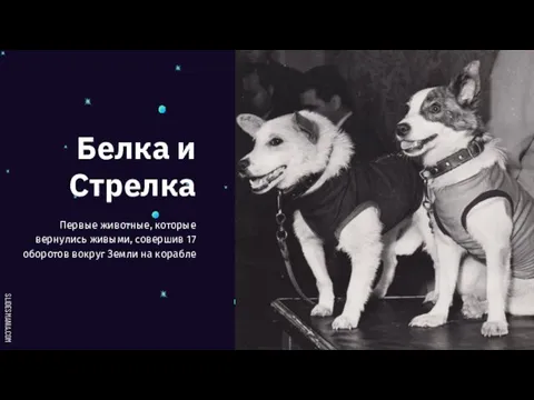 Белка и Стрелка Первые животные, которые вернулись живыми, совершив 17 оборотов вокруг Земли на корабле