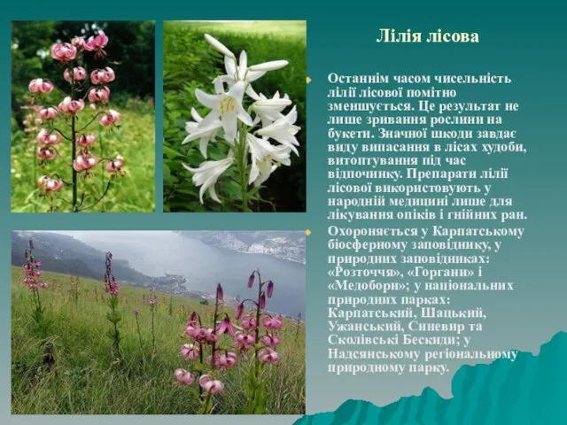 Лілія лісова Останнім часом чисельність лілії лісової помітно зменшується. Це результат