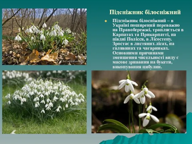 Підсніжник білосніжний Підсніжник білосніжний – в Україні поширений переважно на Правобережжі,